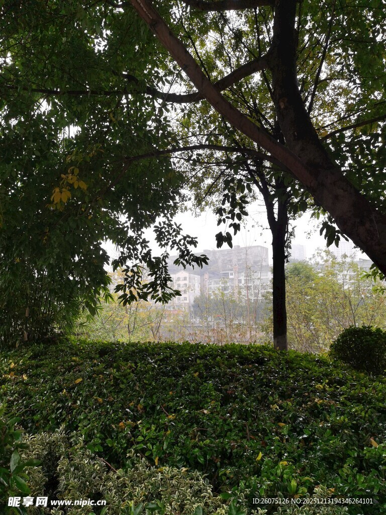 林间绿意静谧自然景致