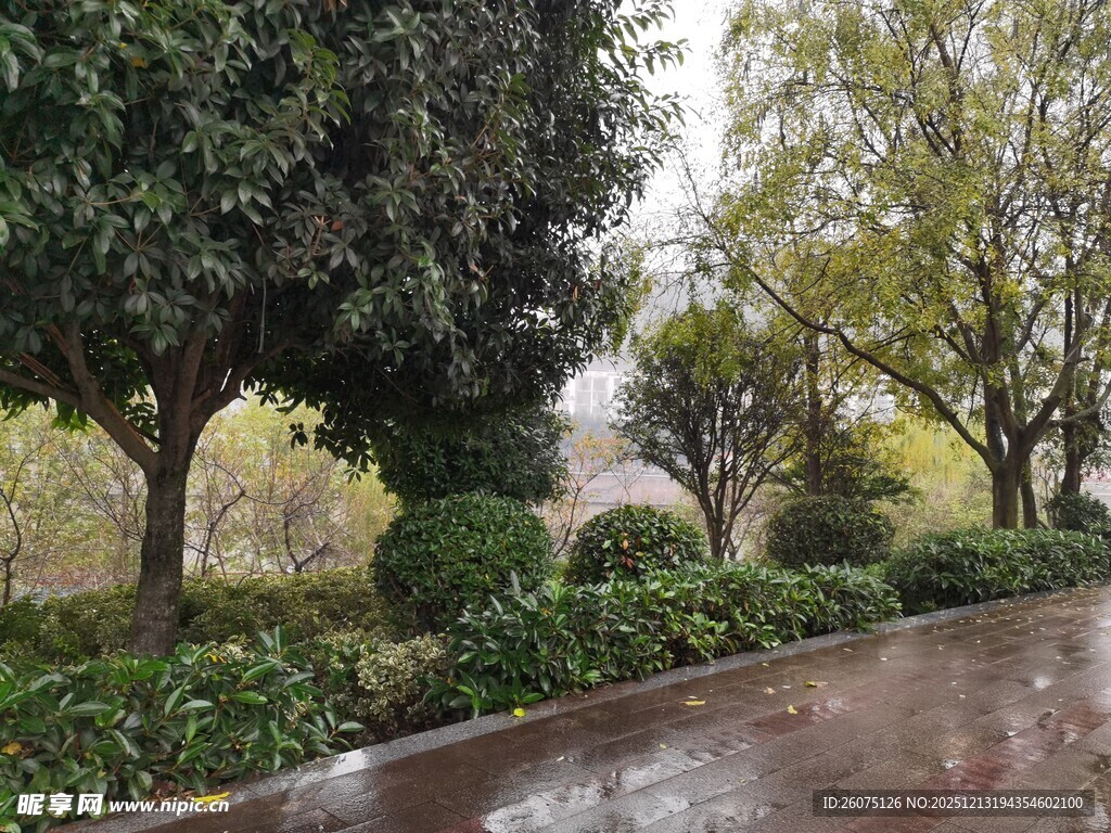 雨后湿润的园林景观一角