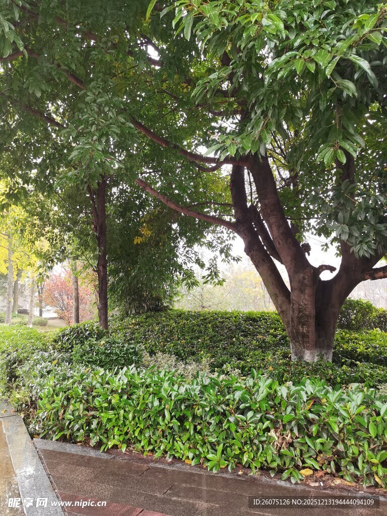 公园中繁茂大树与绿植景观