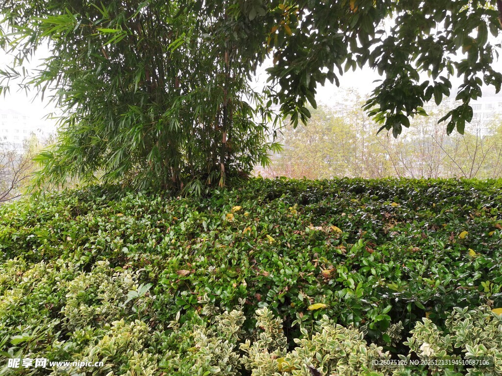 繁茂绿植与大树景观