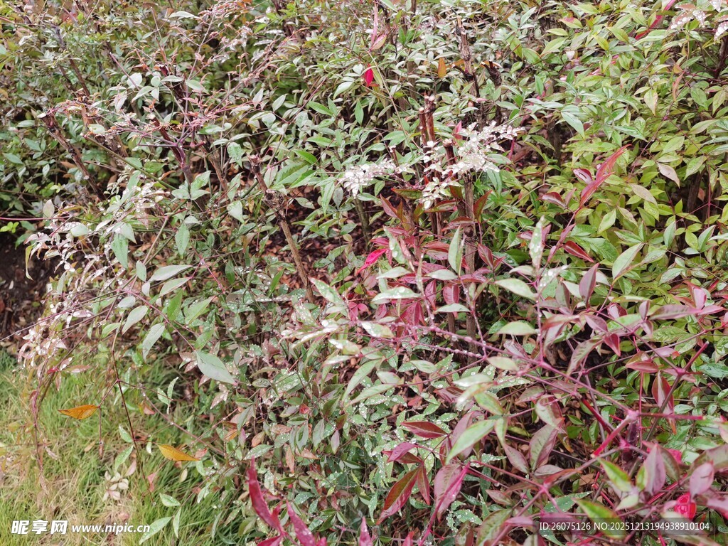 多彩枝叶植物景观