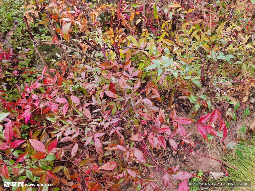 多彩斑斓的绚丽植物叶片