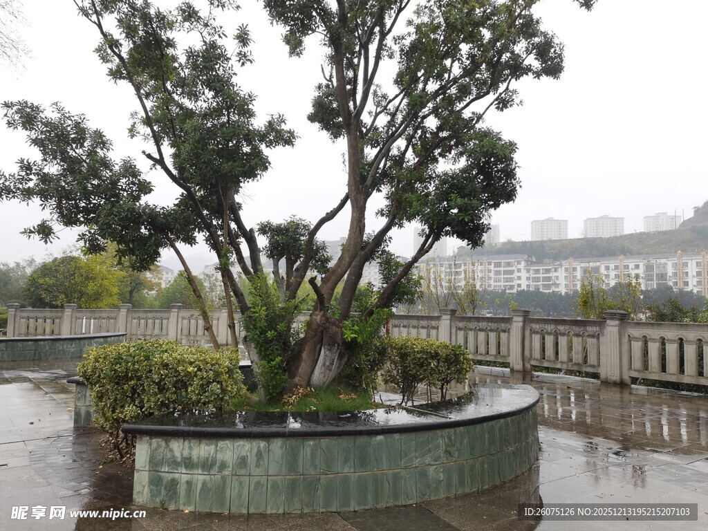 雨中盆景树景致清幽