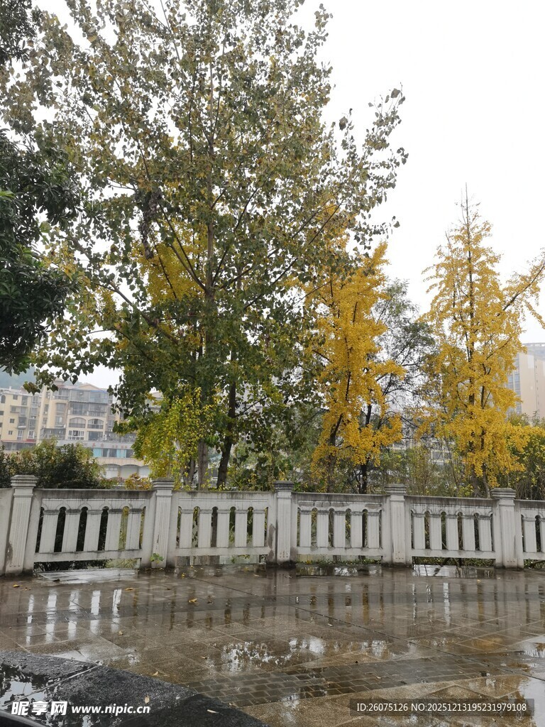 秋日水边树木景致