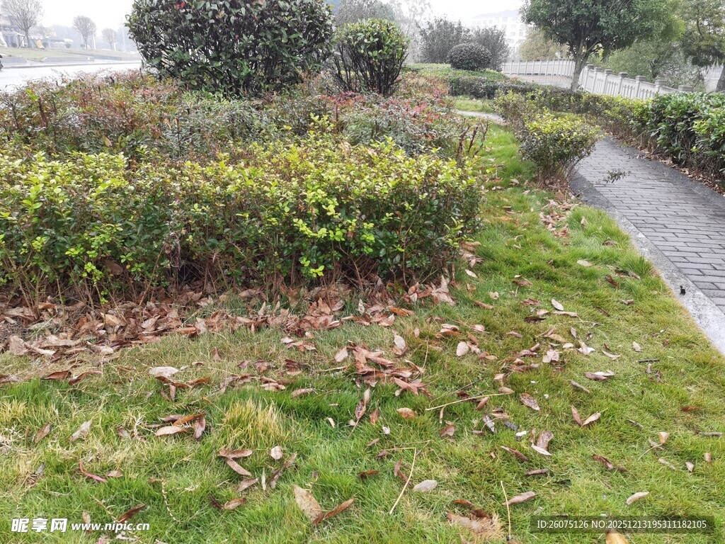 冬日路边的绿植景观
