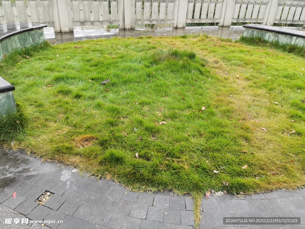 庭院中的翠绿草坪