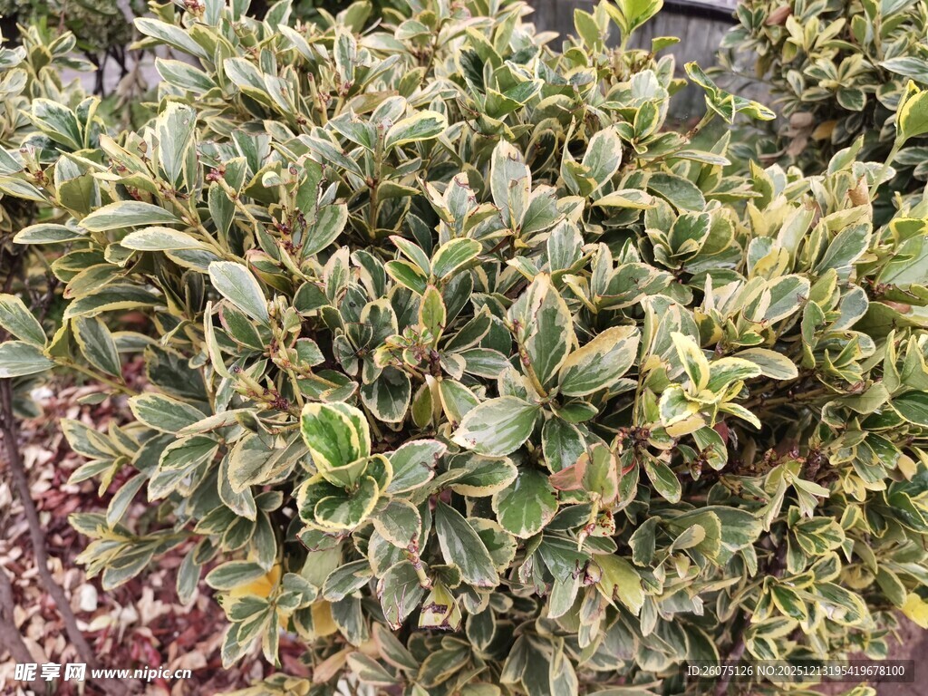 绿叶繁茂的植物景观