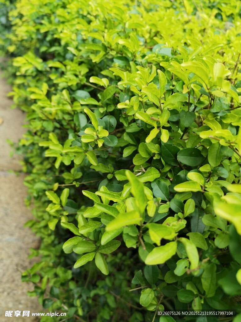 绿意盎然的植物小径