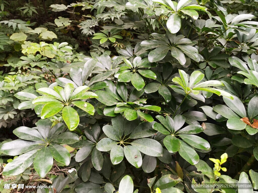 绿叶繁茂的灌木丛