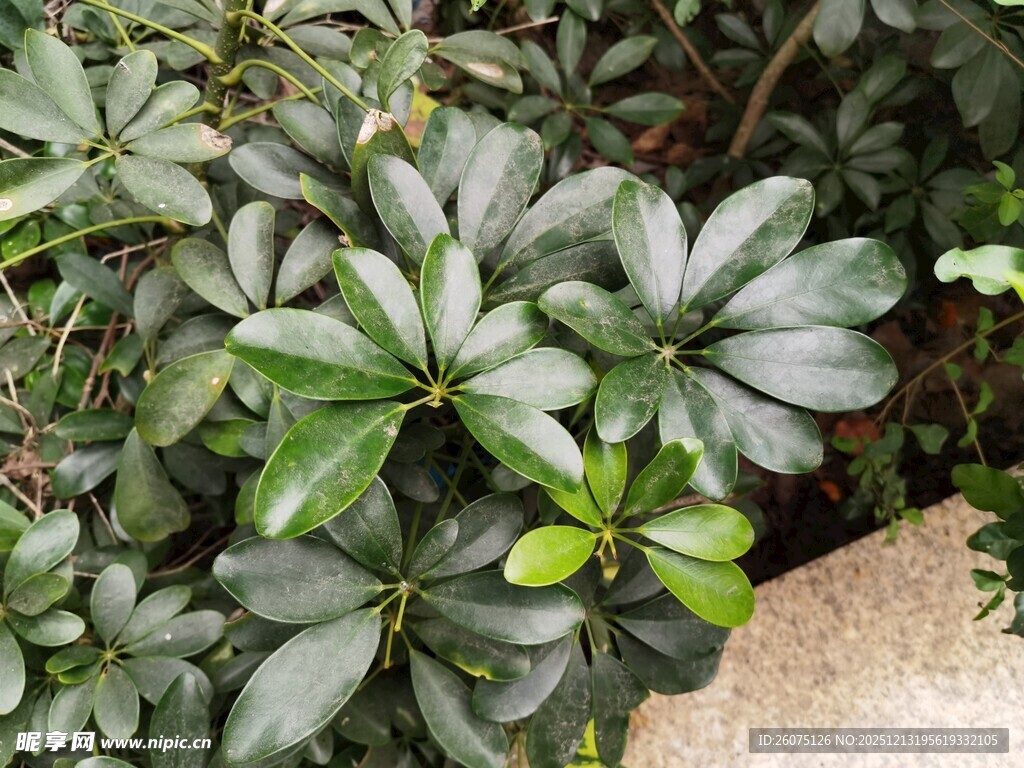 绿叶繁茂的绿植景观