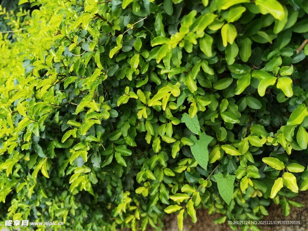 翠绿繁茂的绿植景观