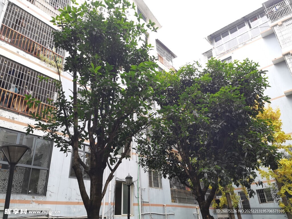 楼前绿树成荫的景象