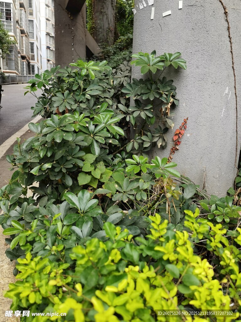 墙边绿植景观