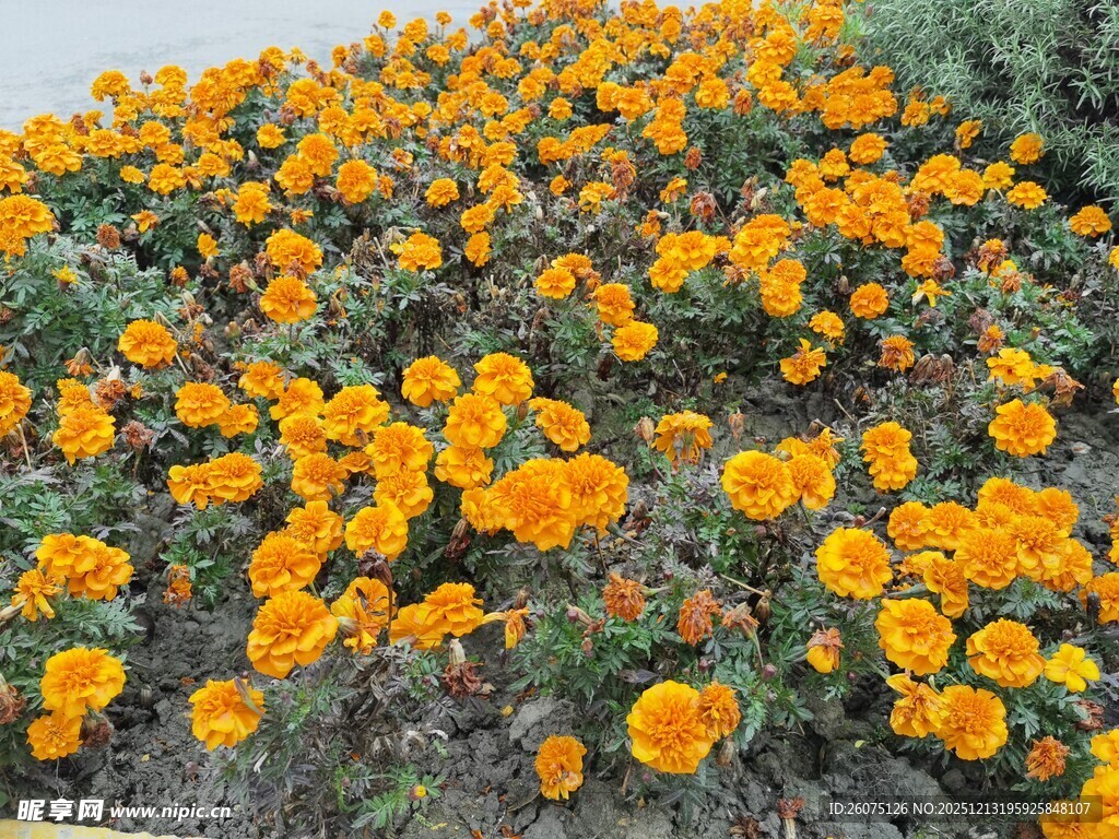 大片橙色花朵绽放美景