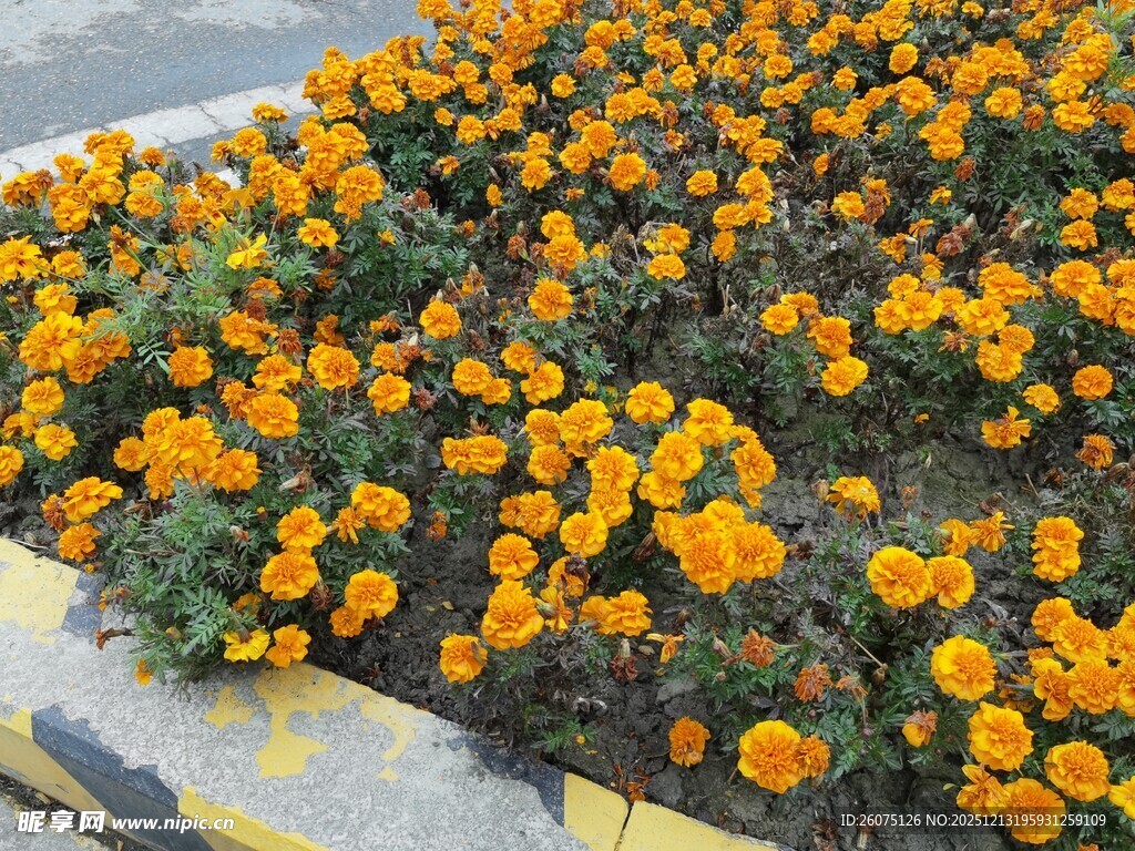 花坛中的灿烂橙色小花