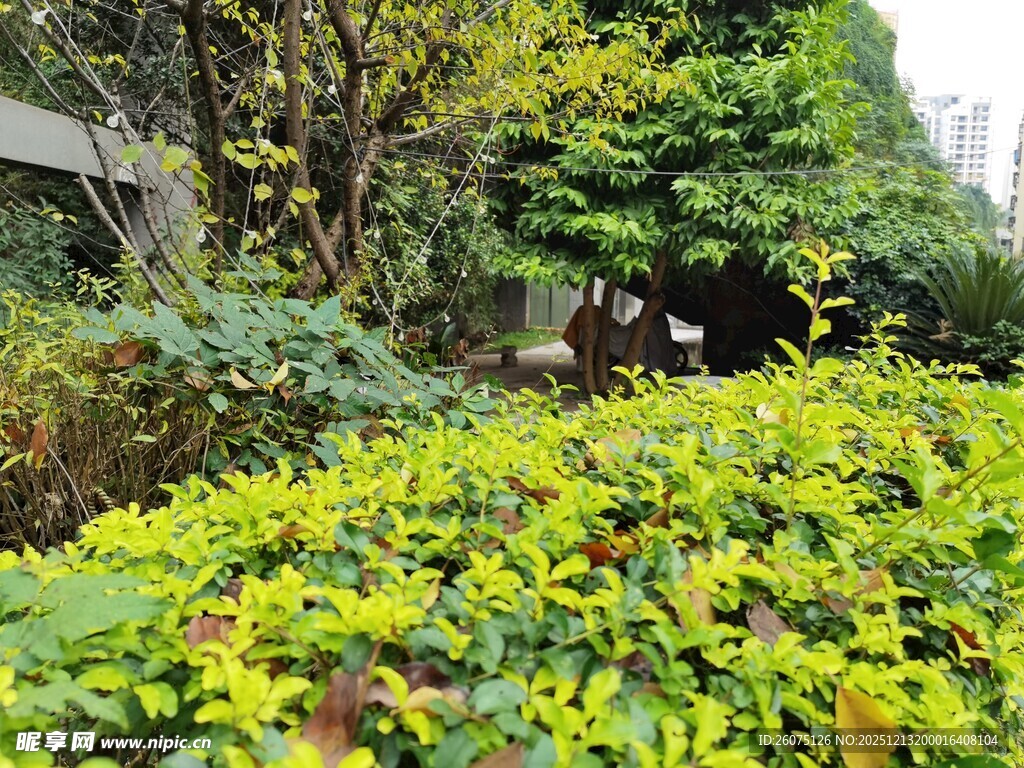 绿意盎然的花园景观