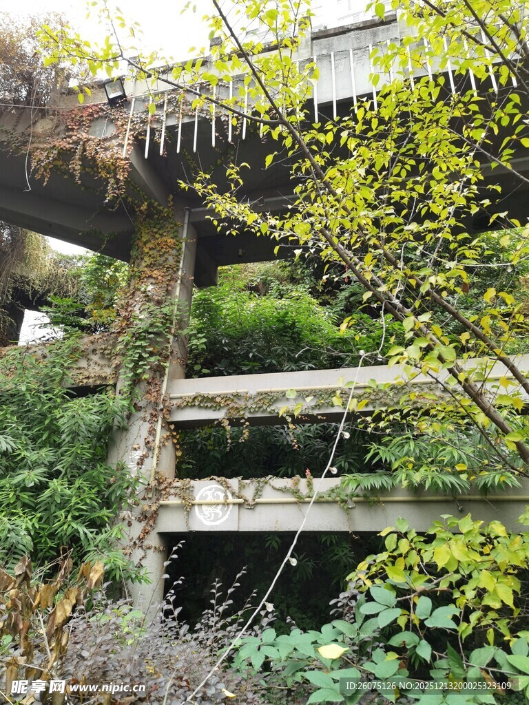 废弃木桥被绿植环绕