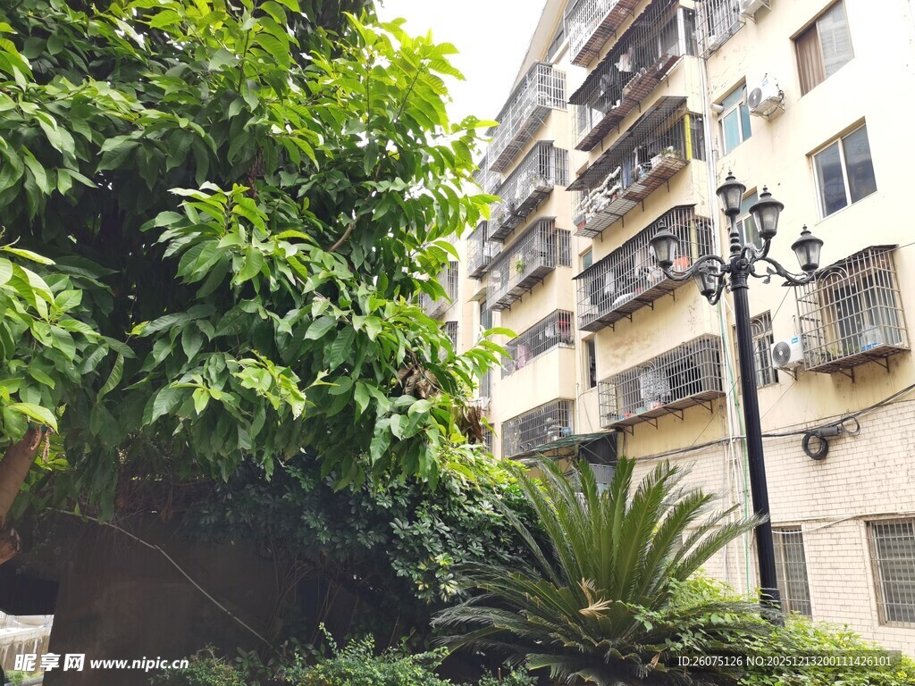 小区绿植环绕的居民楼