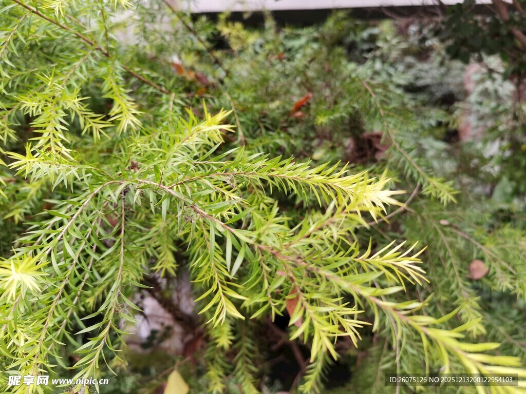 翠绿松针特写