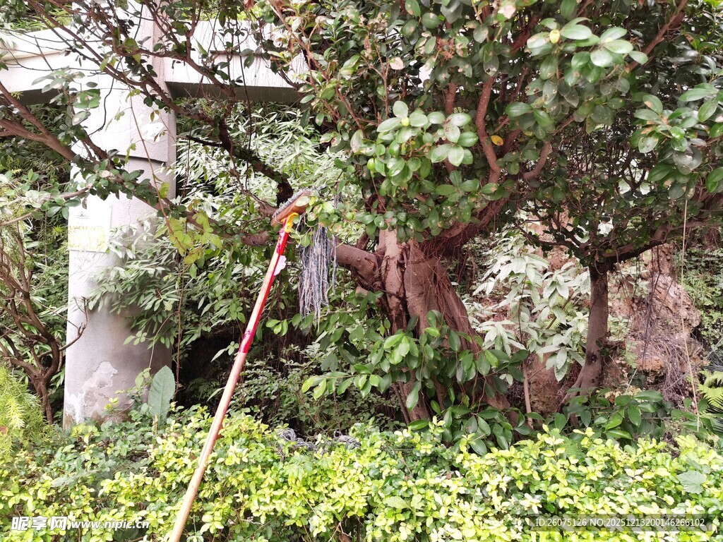 园林工人修剪绿植场景