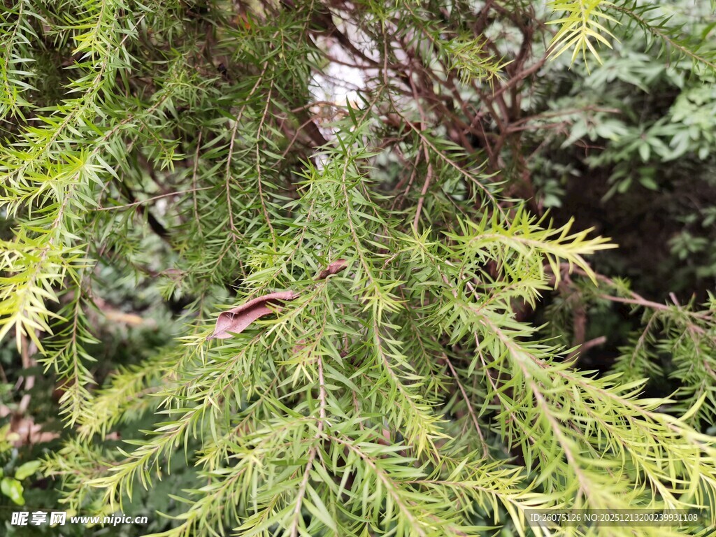 翠绿松针特写