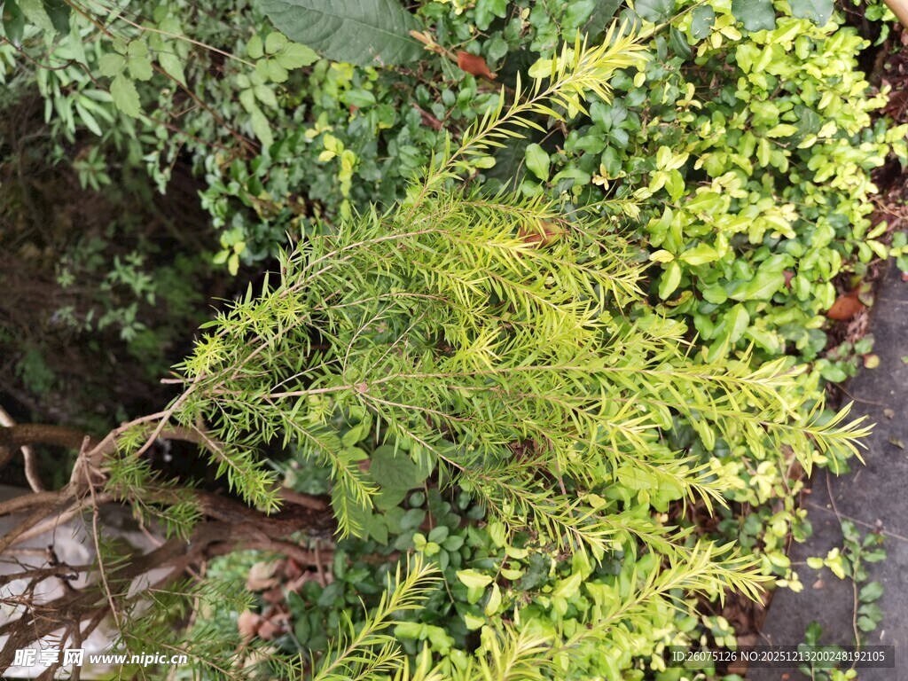 翠绿繁茂的蔓生植物景观