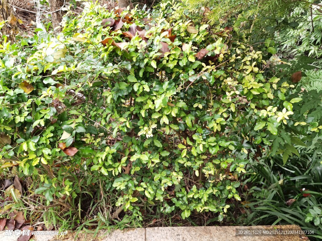 绿叶繁茂的灌木丛