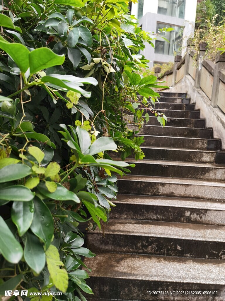 绿植环绕的古朴石阶