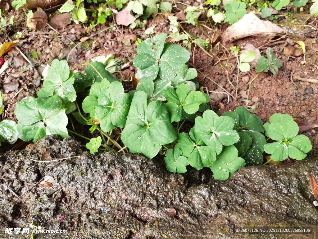 地面生长的嫩绿植物