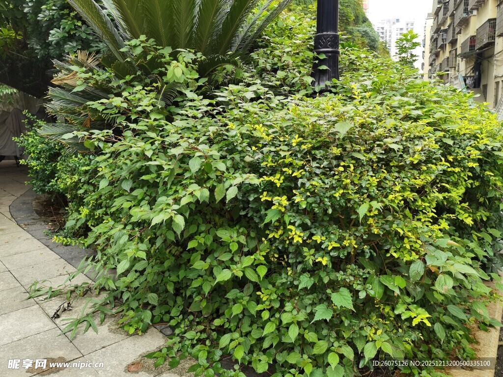 繁茂绿植装点户外角落