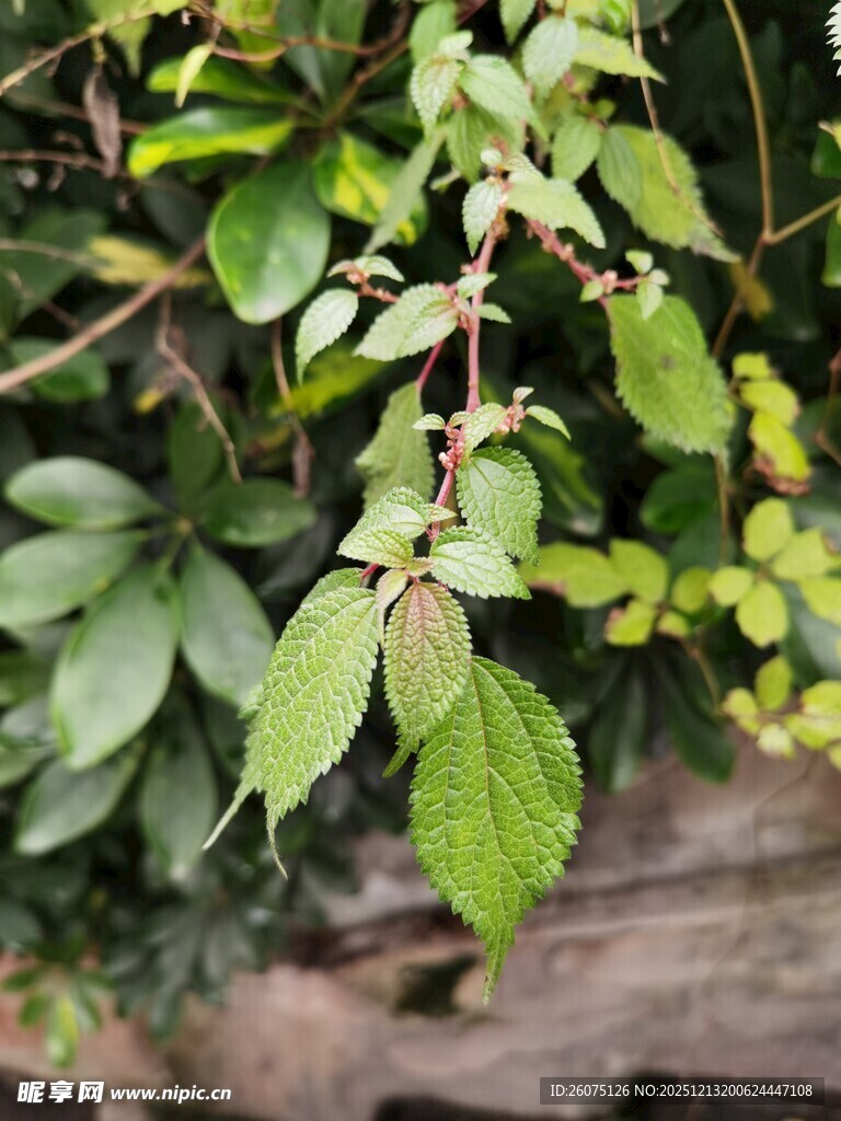 绿叶间的青果植物景象