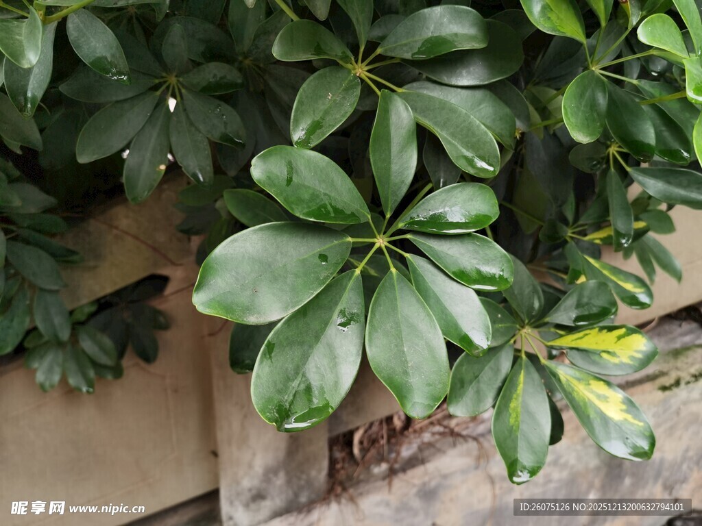 翠绿鹅掌柴植物特写