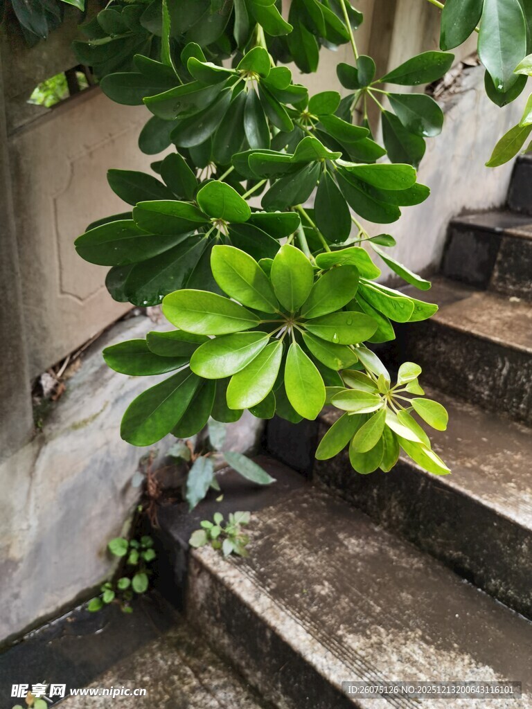 楼梯边生长的翠绿植物