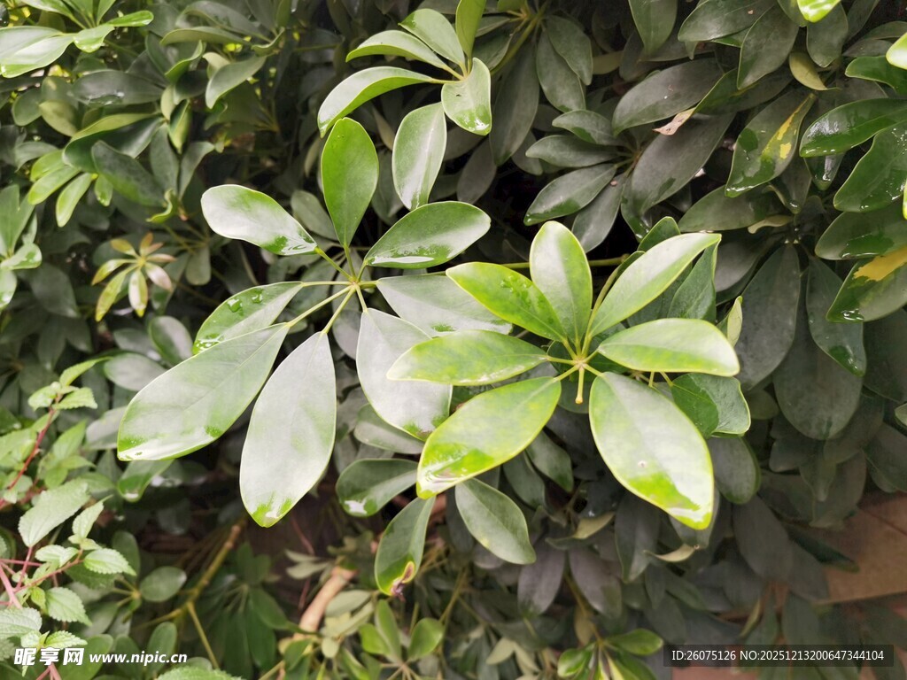 绿叶繁茂的植物景观