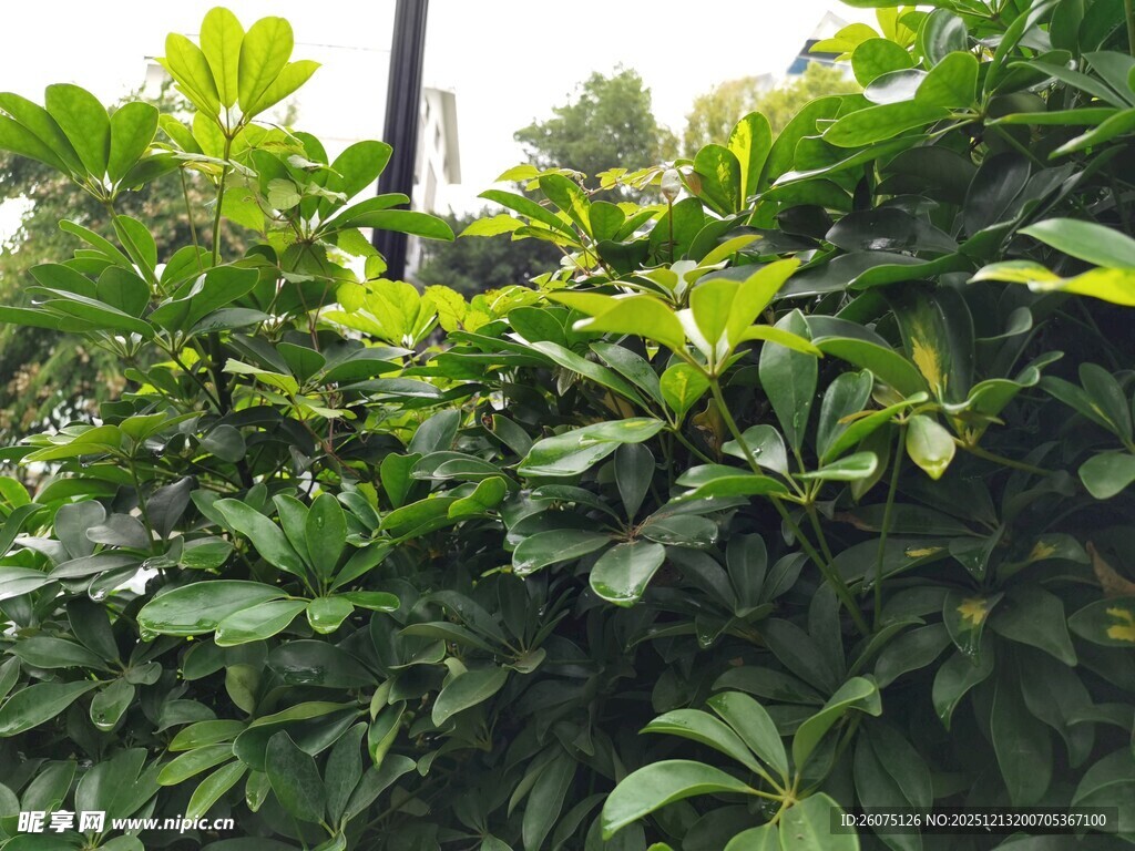 翠绿繁茂的绿植景观