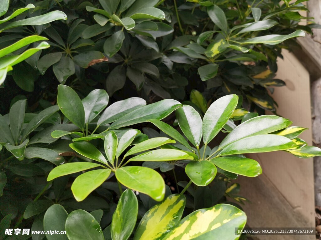 翠绿繁茂的鸭脚木植株