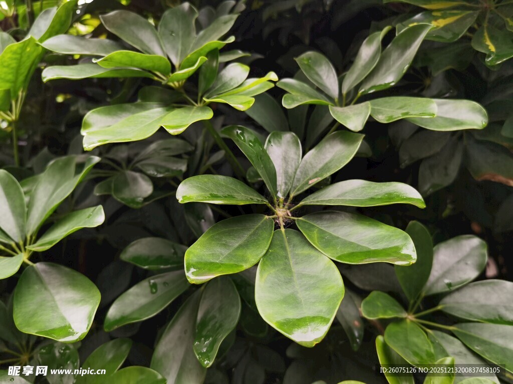 翠绿鹅掌柴叶片特写