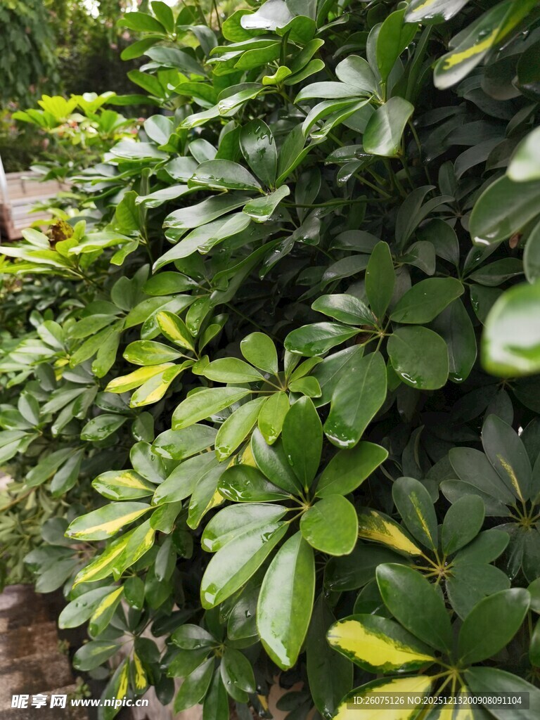 翠绿繁茂的鹅掌柴植物