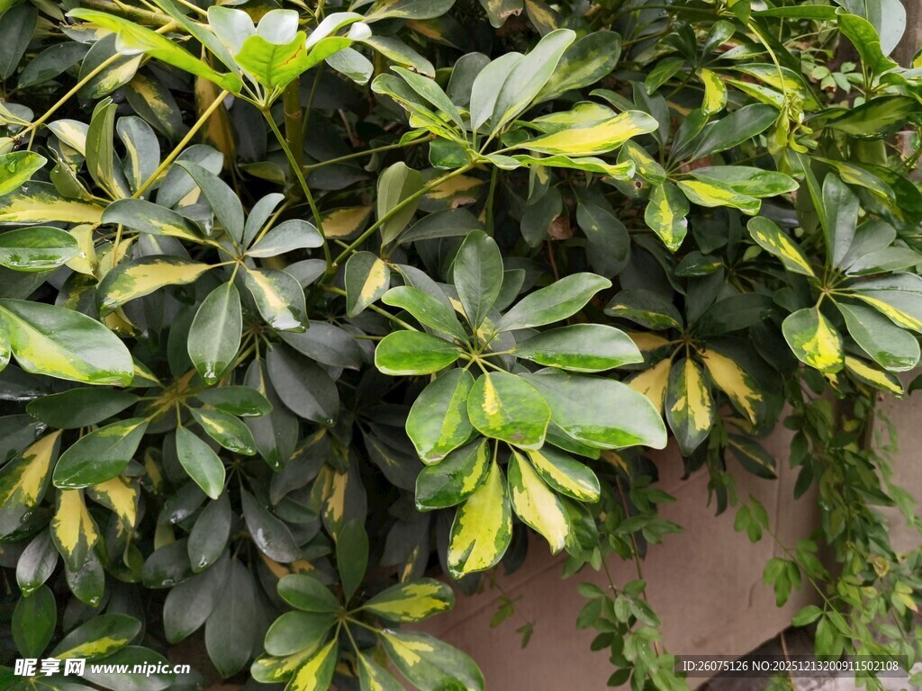 翠绿繁茂的鹅掌柴植物