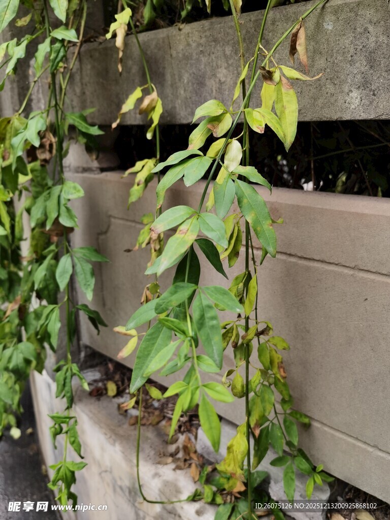 墙边生长的翠绿藤蔓植物