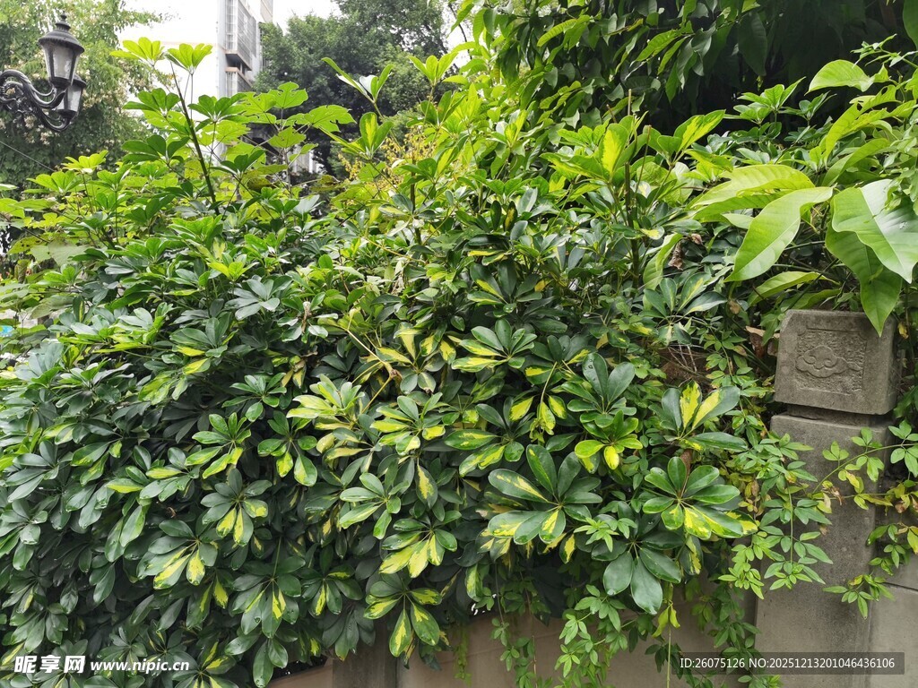 墙边繁茂绿植景观