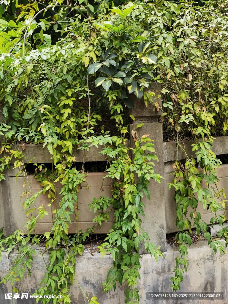 石墙上的繁茂绿植