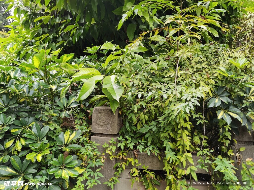 绿植攀爬砖墙景观