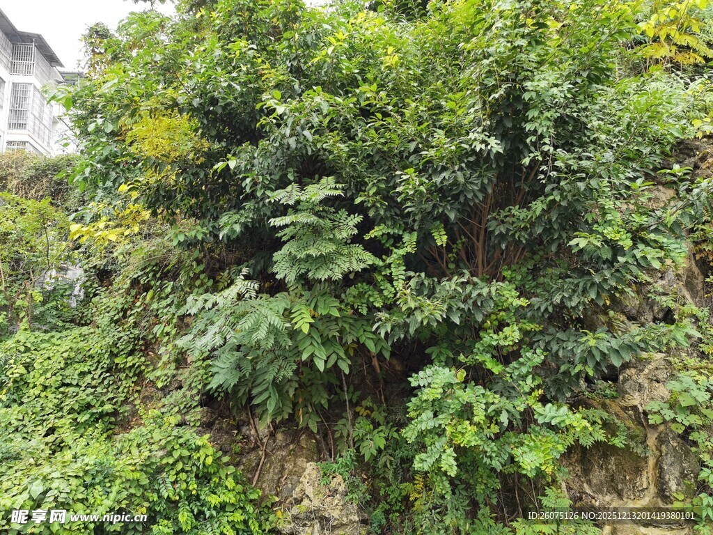繁茂绿植覆盖的山坡
