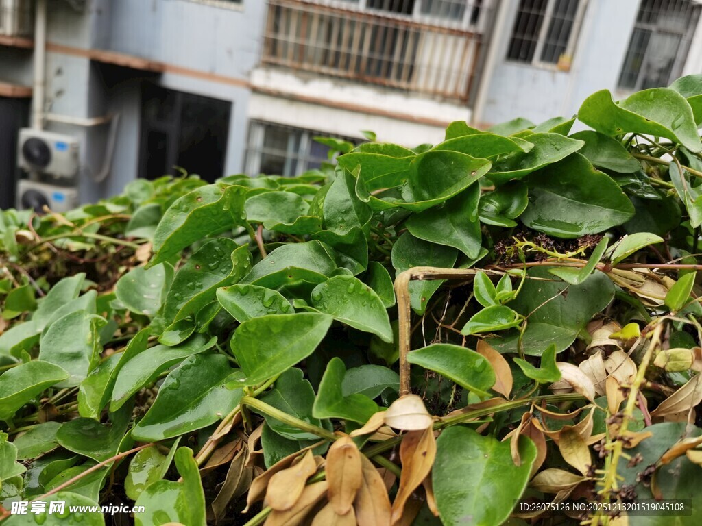 绿叶植物与枯黄叶片景象