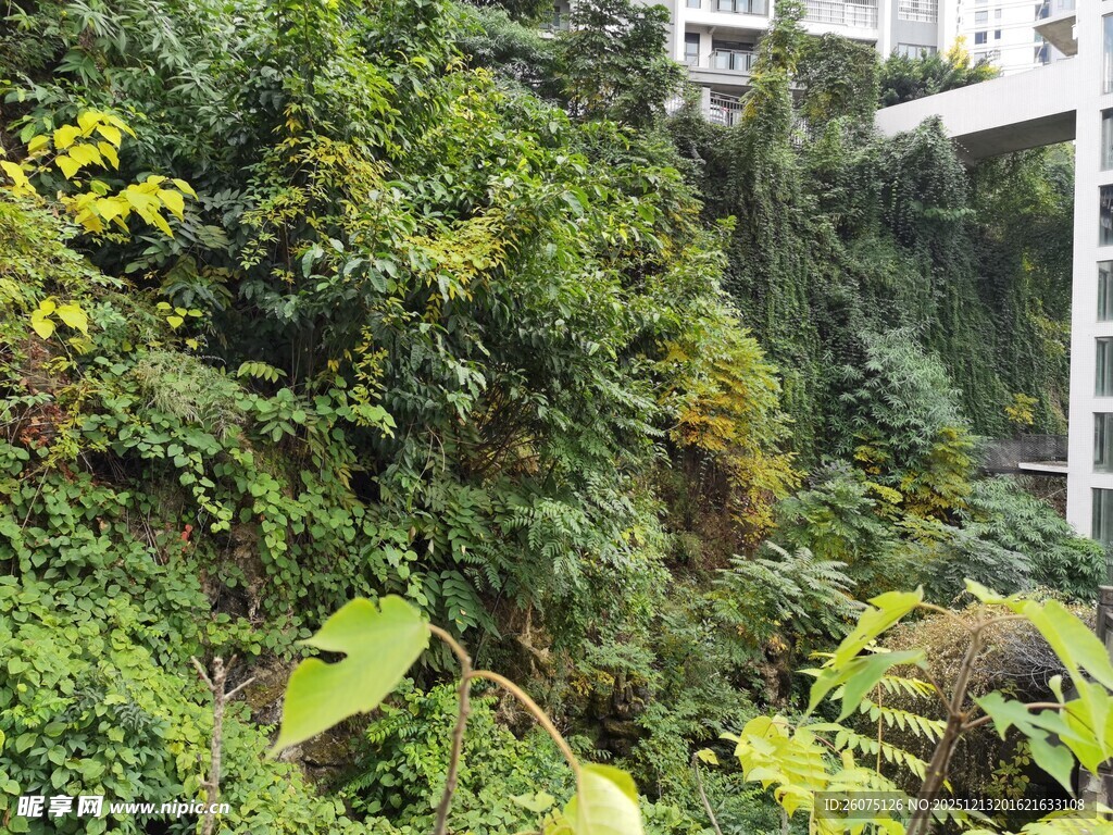 繁茂绿植景观