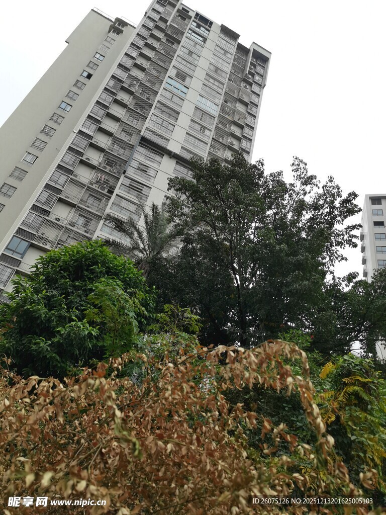 高层住宅旁的绿植景观