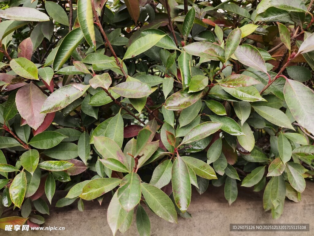 多彩叶片植物特写