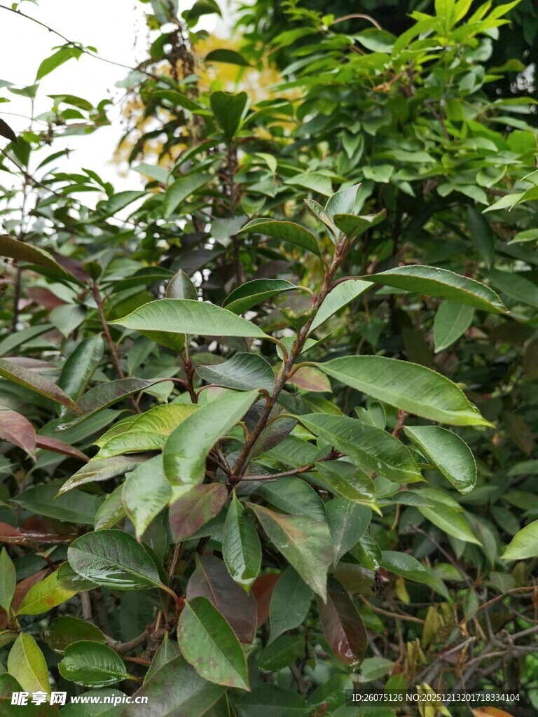 绿叶繁茂的植物枝干