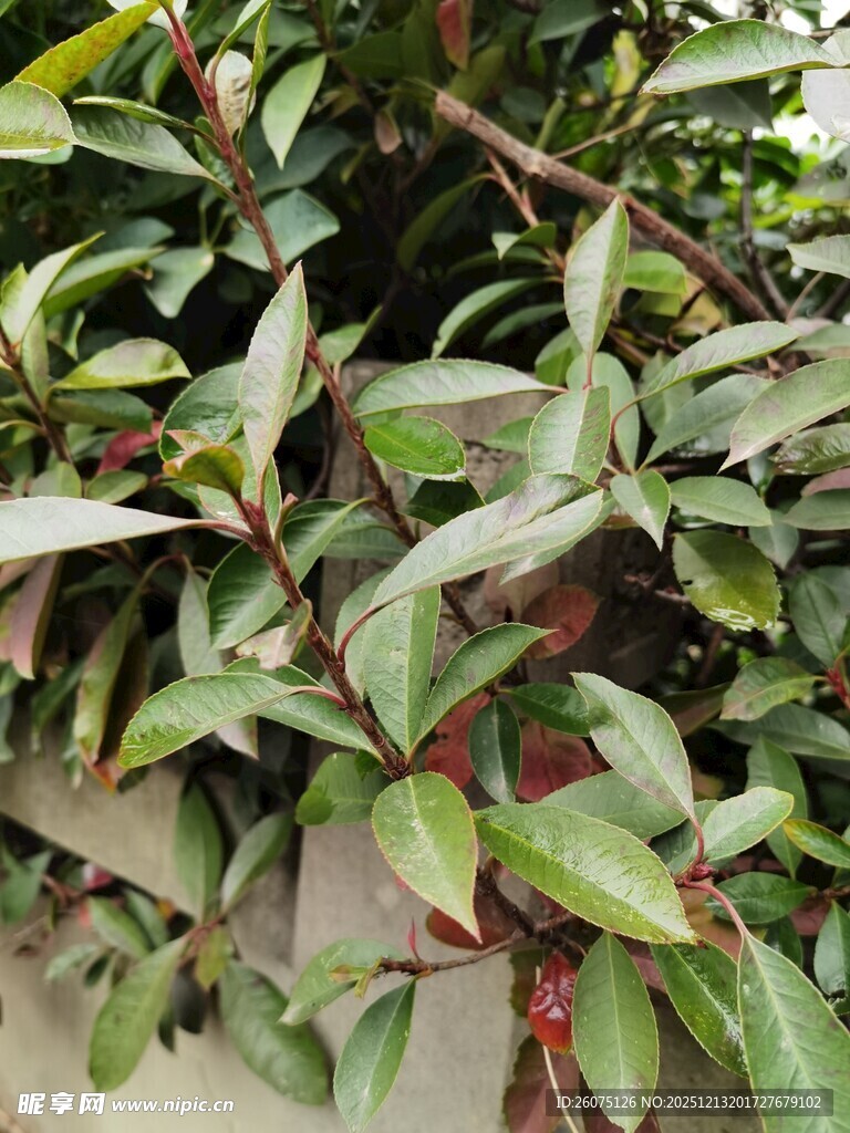 绿叶红茎植物特写